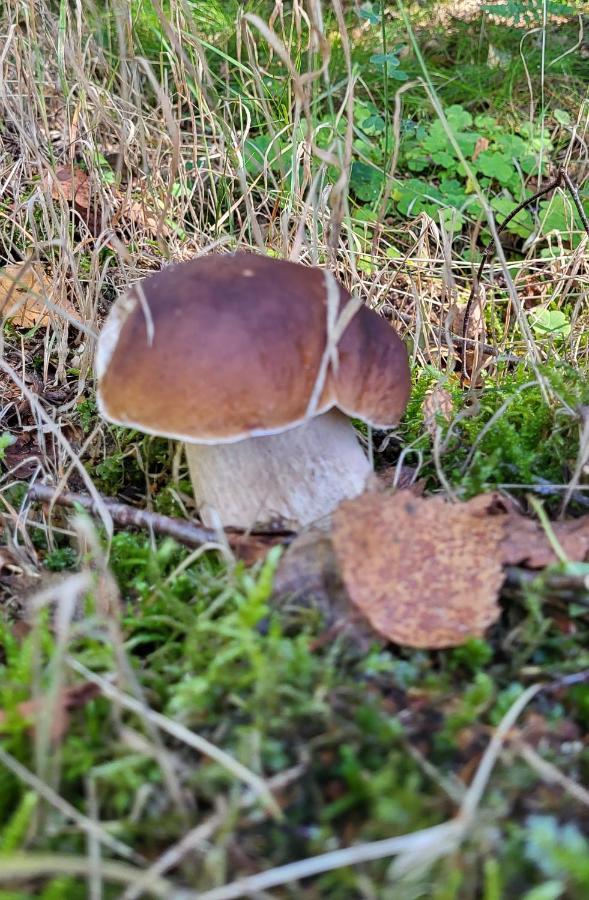 Debowisko